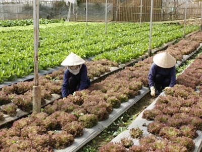 Vietnam’s agriculture sector gains 3.7% in first quarter  - ảnh 1